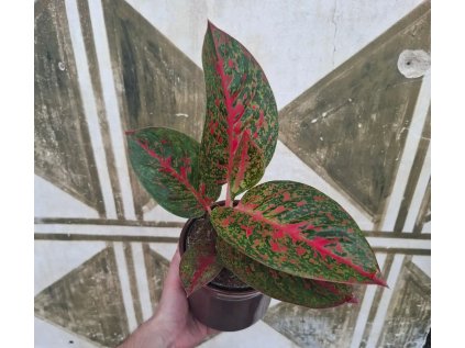 Aglaonema Red Peacock