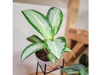 Aglaonema Silver Blue