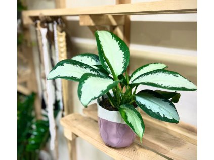 Aglaonema Sliver Bay
