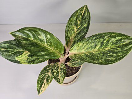 Aglaonema Sparkling Sarah