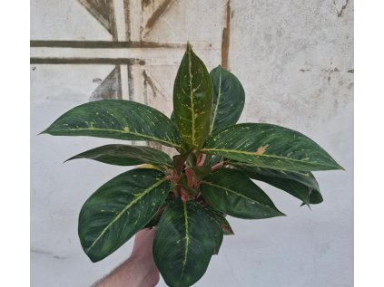 Aglaonema Sparkling Sarah