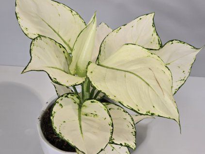 Aglaonema White Joy