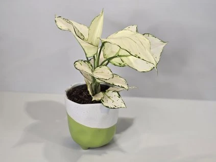 Aglaonema White Joy