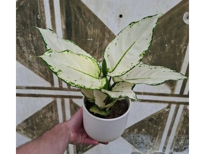 Aglaonema White Joy