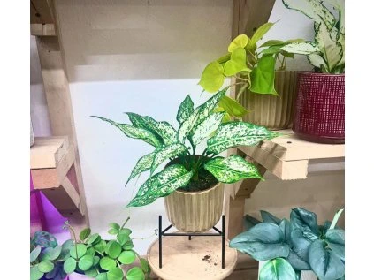 Aglaonema White Kiwi