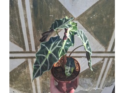 Alocasia amazonica Polly