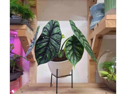 Alocasia Dragon Scale