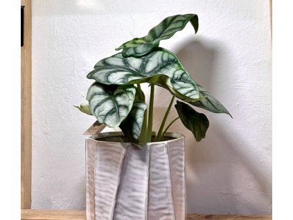 Alocasia Silver Dragon