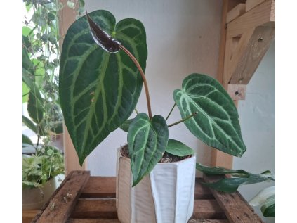 Anthurium Crystallinum