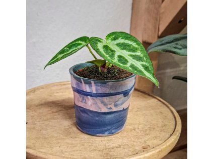 Anthurium Crystallinum Baby