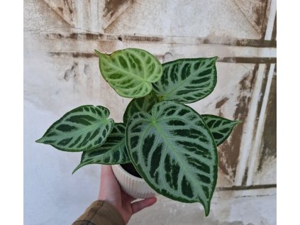 Anthurium Silver Blush