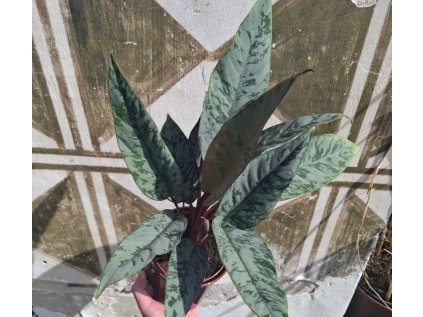 Apoballis acuminatissima Red Sword