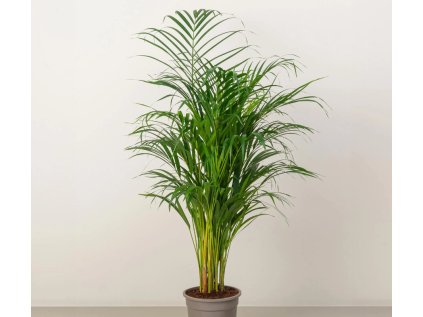 Areca Dypsis lutescens