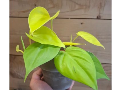 Baby Philodendron Micans Lemon Lime