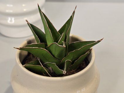 Baby Sansevieria Ehrenbergii "Samurai"