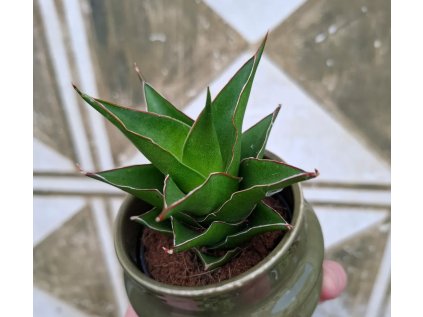 Baby Sansevieria Ehrenbergii Samurai
