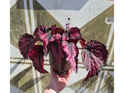 Begonia Rex Red Kiss