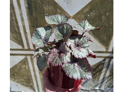 Begonia Silver Dragon