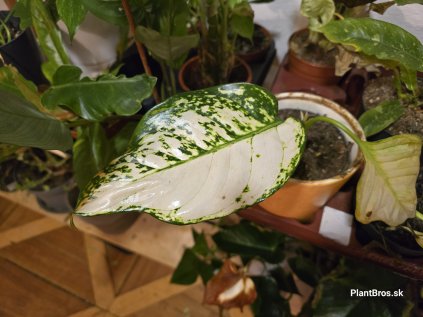 Dieffenbachia Green Magic