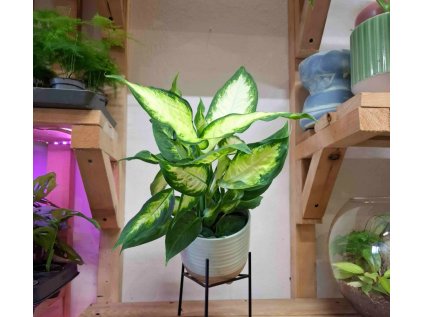 Dieffenbachia Leopard Lily