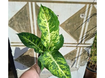 Dieffenbachia Mars