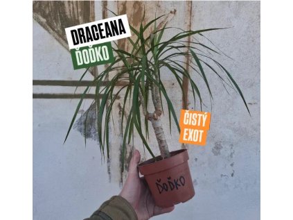 Draceana Ďoďko