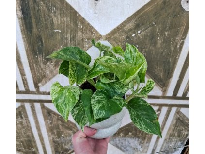 Epipremnum Marble Queen