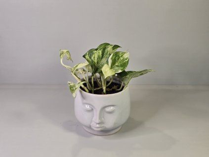 Epipremnum Manjula "Happy Leaf"