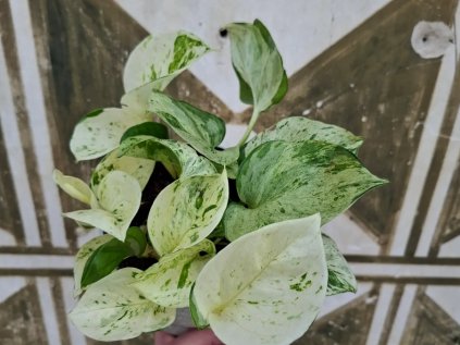 Epipremnum Manjula Happy Leaf