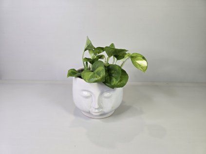 Epipremnum ‘Global Green’