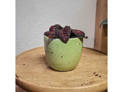 Episcia "Malayan Gem"