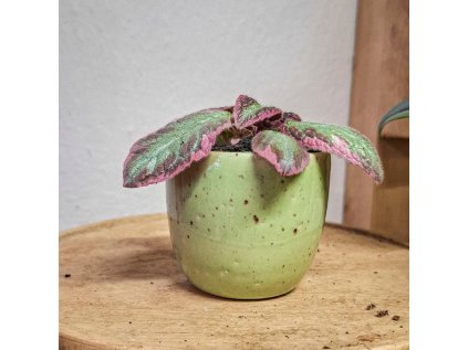 Episcia "Pink Brocade"