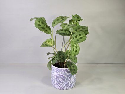 Maranta kerchoveana
