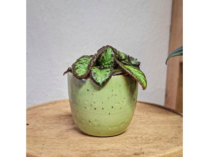 Episcia 'Silver Shield'