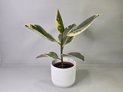 Ficus Elastica 'Tineke'
