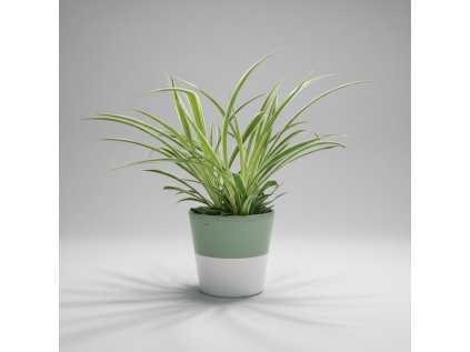 Chlorophytum bichetii