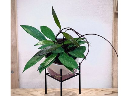 Hoya Gracilis Carnosa