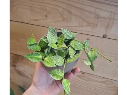 Hoya Krohniana Splash