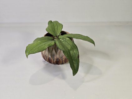 Baby Hoya Erythrina