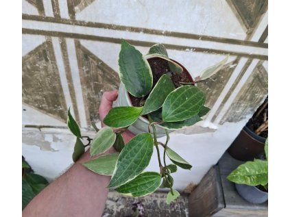 Hoya Macrophylla Variegata