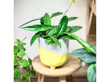 Hoya Publicalyx Silver Splash