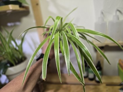 Chlorophytum comosum
