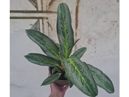 Aglaonema Emerald Stone
