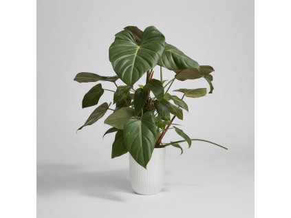 Philodendron Summer Glory