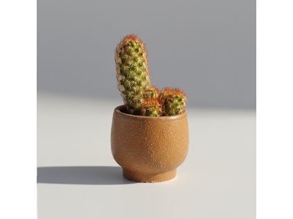 Mammillaria elongata