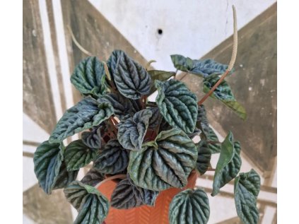 Peperomia Caperata Lilian