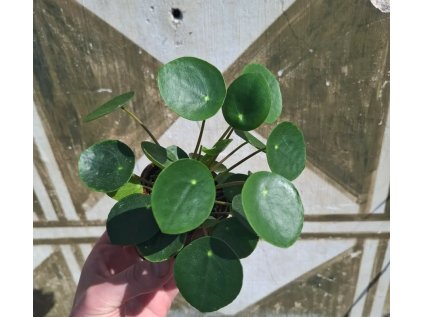 Baby Pilea Peperomioides