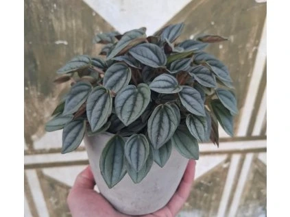 Peperomia Albovittata Piccolo Banda
