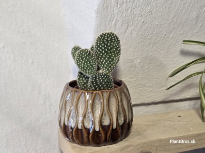 Opuntia microdasys var. albispina