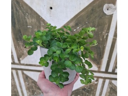 Peperomia Rotundifolia